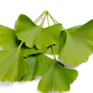 Extract de ginkgo biloba