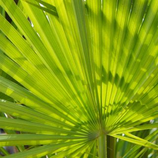 Extract de Saw Palmetto (Serenoa)